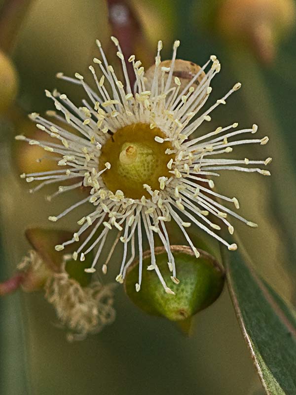 Flor de eucalipto (Eucalyptus camaldulensisa)