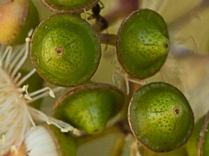 Fruto de eucalipto (Eucalyptus camaldulensisa)