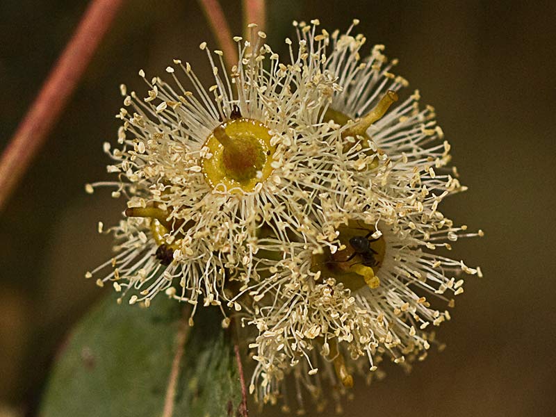 Flor de eucalipto (Eucalyptus camaldulensisa)