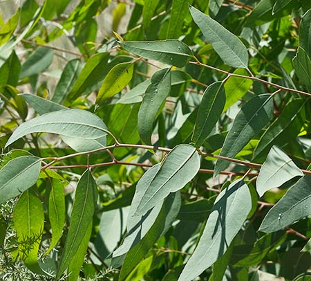 Hojas de eucalipto (Eucalyptus camaldulensis)