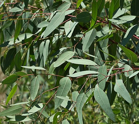 Mata de eucalipto (Eucalyptus camaldulensis)