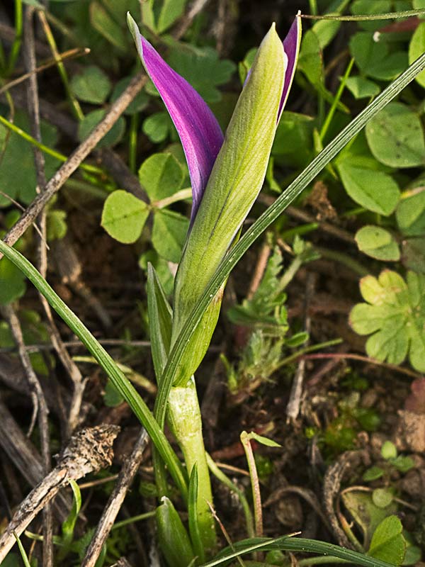 Falso azafrán (Romulea bulbocodium)