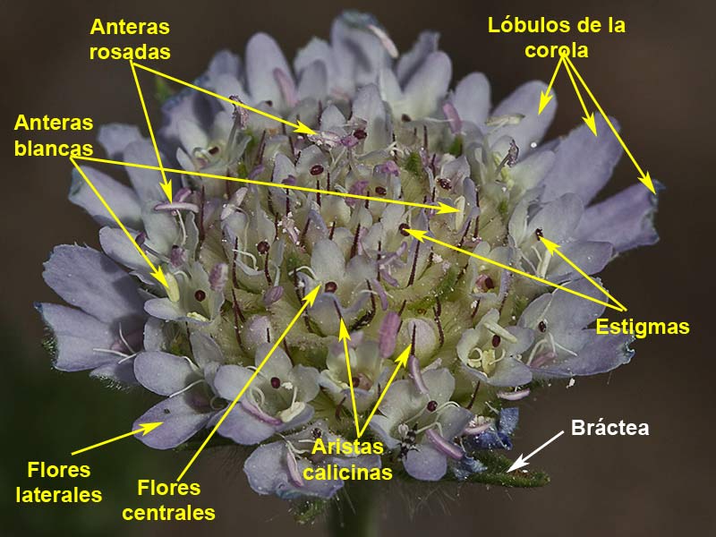 Flor del farolito