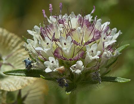 Flor del Farolito (Scabiosa stellata)
