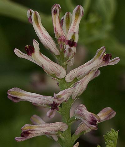 Fumaria, palomilla (Fumaria parviflora)