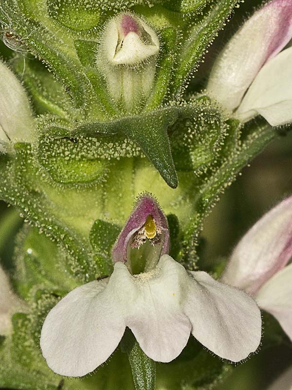 Flor de gallocresta (Bellardia trixago)