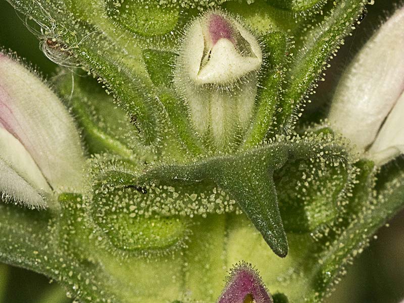 Inflorescencia de la gallocresta bicolor (Bellardia trixago)