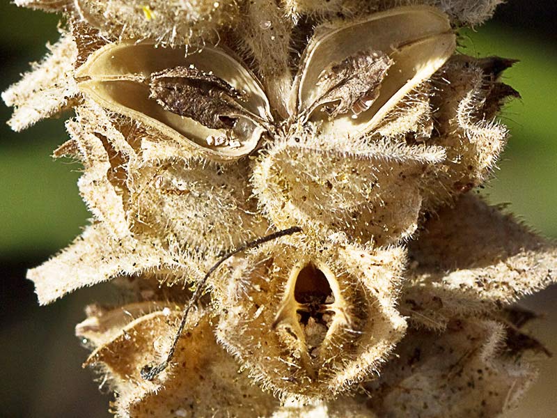 Semillas de la gallocresta bicolor (Bellardia trixago)