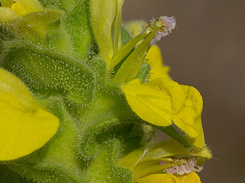 Flor de gallocresta amarilla (Bartsia trixago)