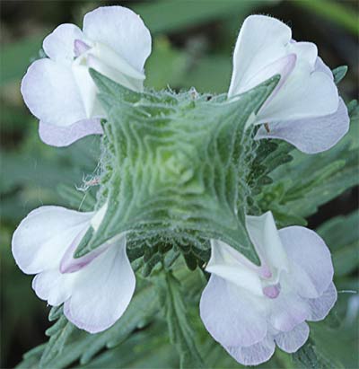 Inflorescencia de la Gallocresta (Bellardia trixago)