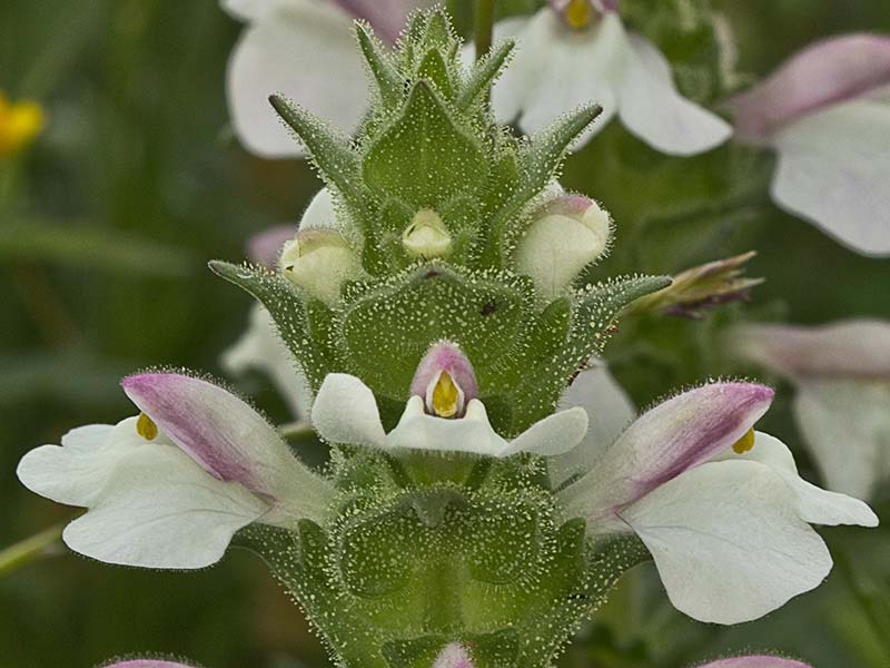 Inflorescencia de la gallocresta bicolor (Bellardia trixago)