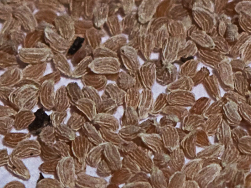 Semillas de gallocresta amarilla (Bartsia trixago)