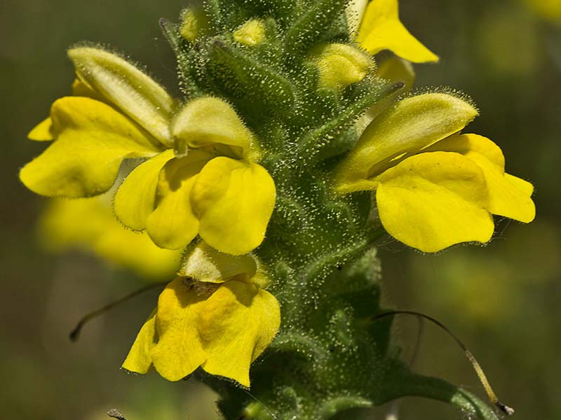 Inflorescencia de gallocresta amarilla (Bartsia trixago)