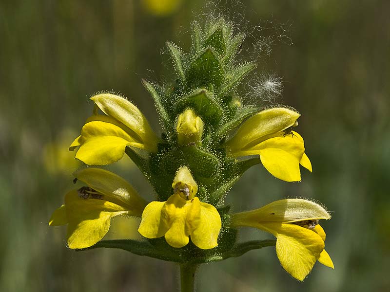 Flor de galloresta amarilla (Bartsia trixago)