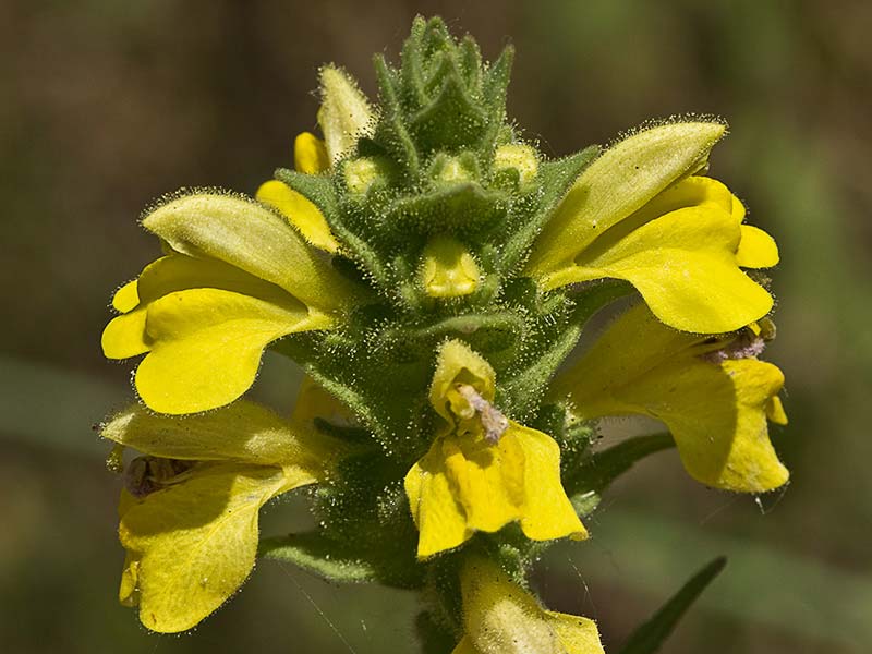 Inflorescencia de gallocresta amarilla (Bartsia trixago)