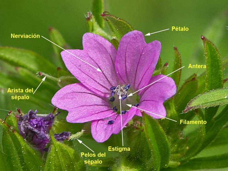 Estructura y partes de la flor del Geranium dissectum
