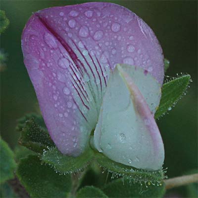 Flor del abreojos o gatuña (Ononis Spinosa)
