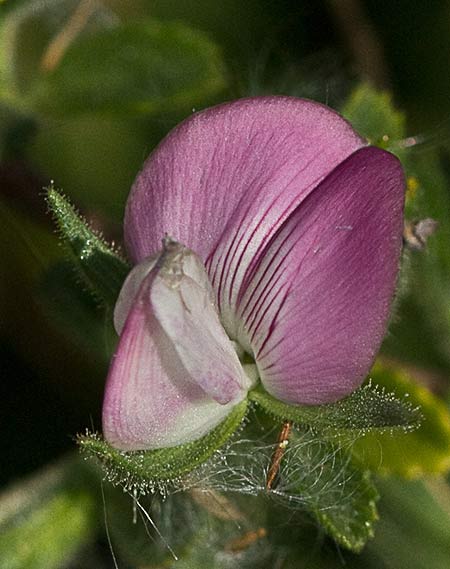 Flor de la gatuña (ononis spinosa)