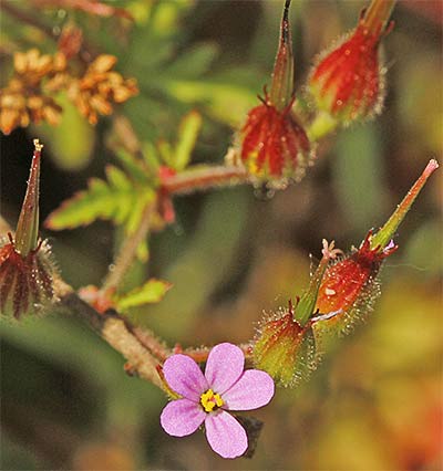 Geranio silvestre (Geranium robertianum)