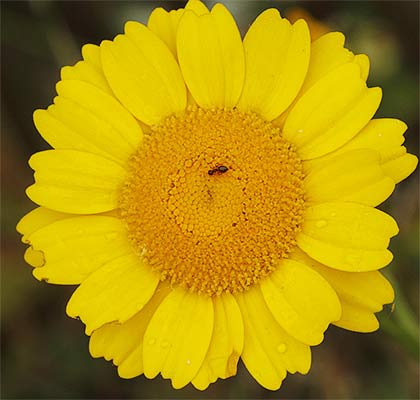 Flor de la giralda (Coleostephus myconis)
