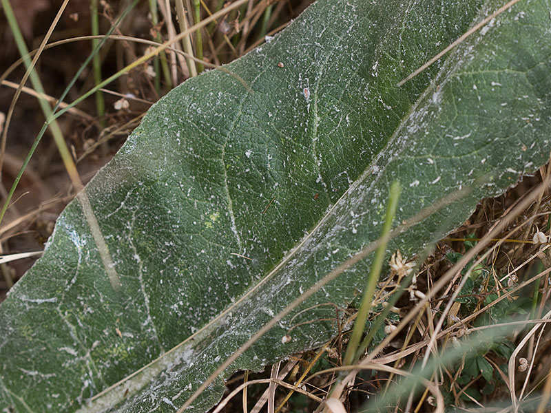 Hoja basal pulvurulenta del Verbascum pulvulentum (Gordolobo polvoriento)