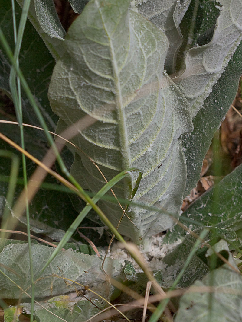 Hojas basales y el polvo del Verbascum pulvulentum (Gordolobo polvoriento)