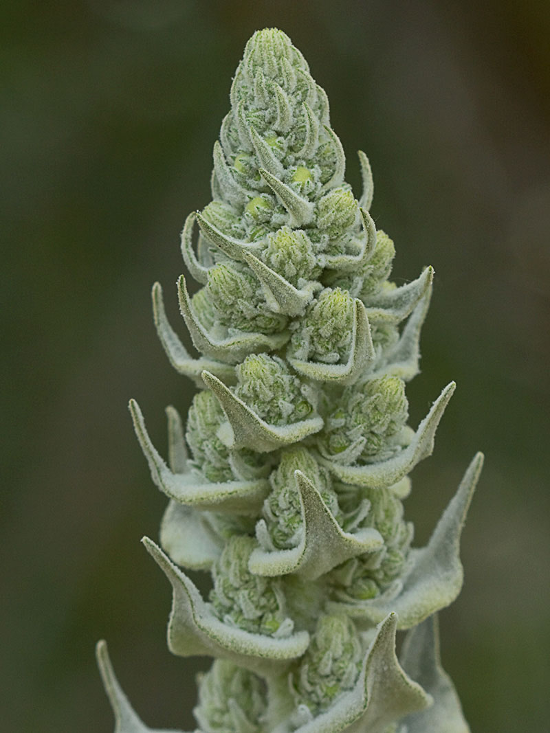 Verbascum pulvulentum (Gordolobo polvoriento)