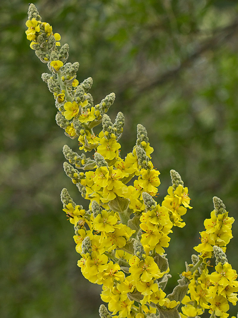 Verbascum pulvulentum (Gordolobo polvoriento)