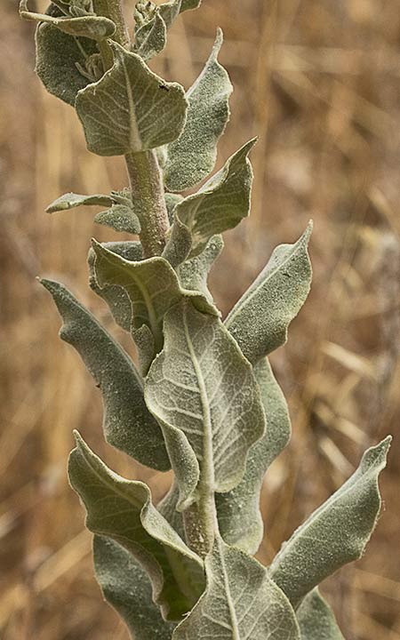 Hojas caulinares del Verbascum pulvulentum (Gordolobo polvoriento)