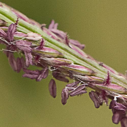 Detalle de la espiguilla de la grama común, Cynodon dactylon