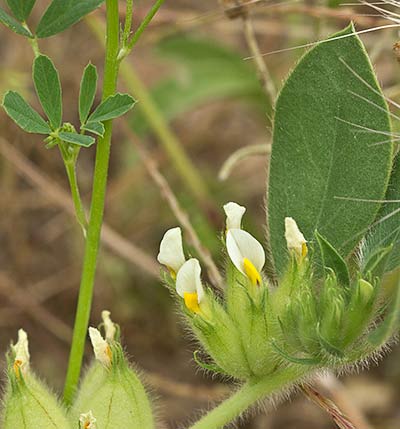 Tripodion tetraphyllum, hierba capitana