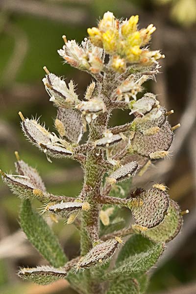 Hierba de la rabia (Alyssum simplex)