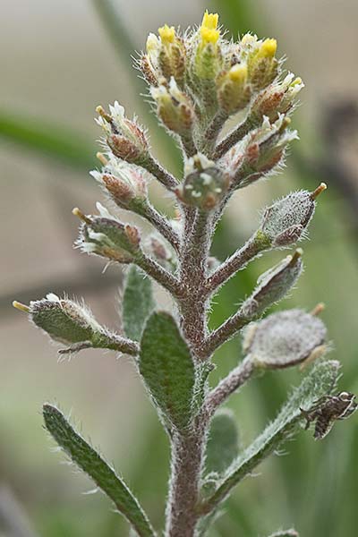 Hierba de la rabia (Alyssum simplex)