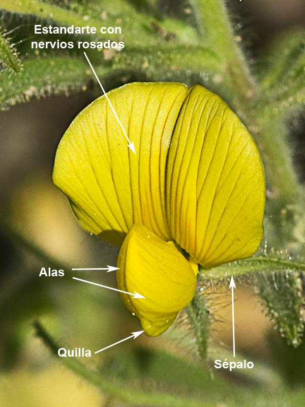 Hierba garbancera (Ononis pubescens)