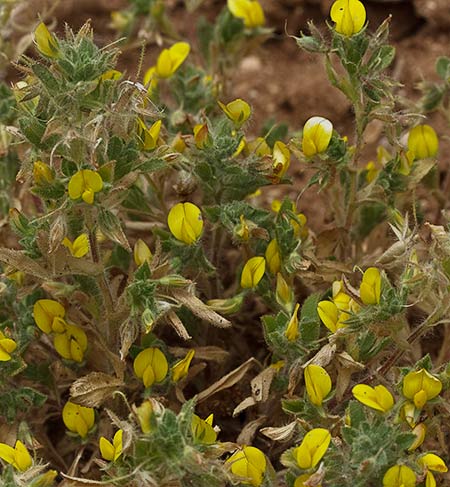 Matas de la hierba garbancera (Ononis pubescens)