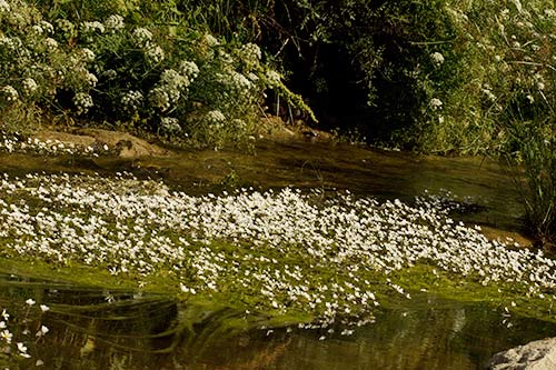 Rodal de Hierba lagunera en el Pusa (Ranunculus aquatilis)