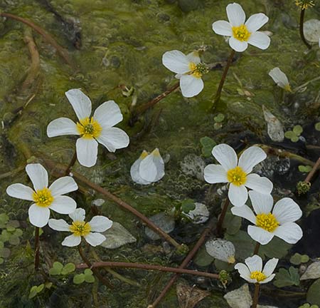 Flores de la Hierba lagunera en el Pusa (Ranunculus aquatilis)