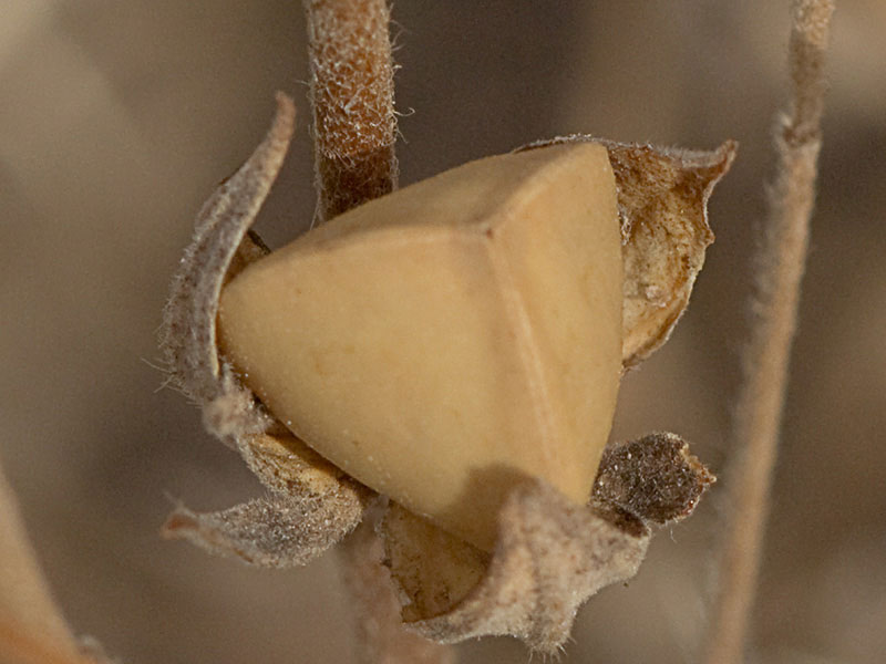 Cápsula de la Tuberaria guttata, hierba turmera