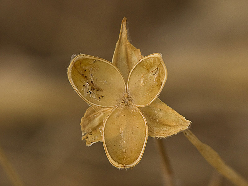 Cápsula, semillas y restos placentarios de la Tuberaria guttata, hierba turmera