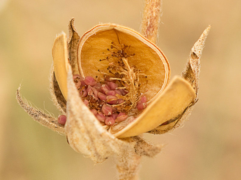 Cápsula, semillas y restos placentarios de la Tuberaria guttata, hierba turmera