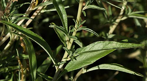Tallo del Hieron (Amaranthus muricatus)