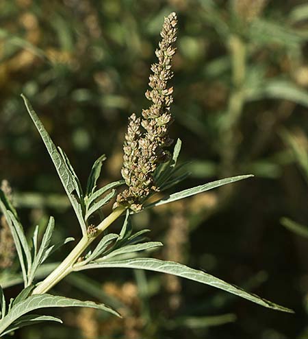 Rama del Hieron (Amaranthus muricatus)