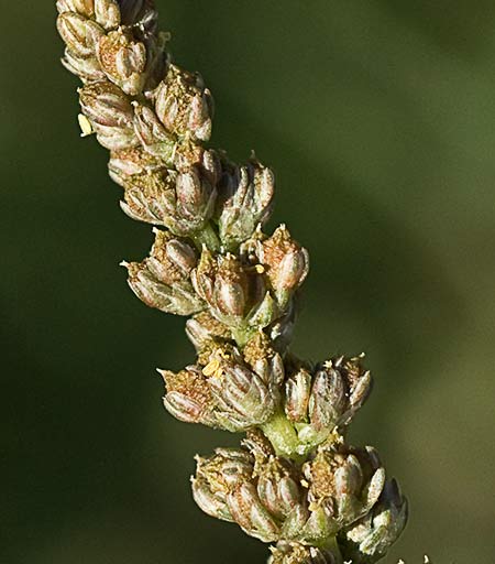 Inflorescencia del Hieron (Amaranthus muricatus)