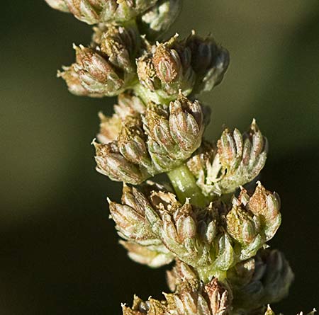 Flores del Hieron (Amaranthus muricatus)