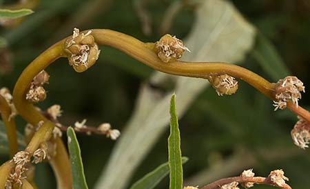 Hieron (Amaranthus muricatus)