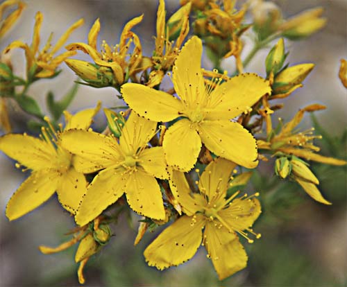 Flores del hipérico (Hypericum perforatum)