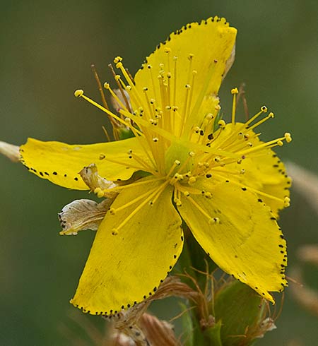 Flor del Hipérico (Hypericum perforatum)