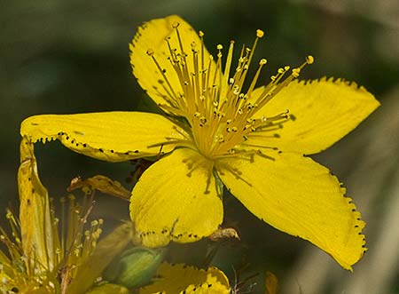 Flor del Hipérico (Hypericum perforatum)