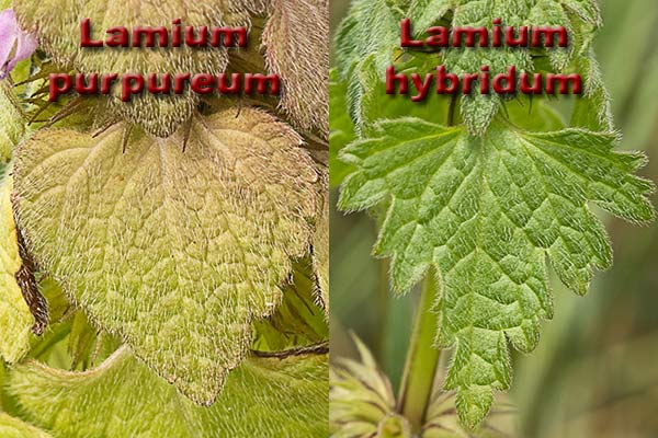Hojas L. purpureum y L. hybridum