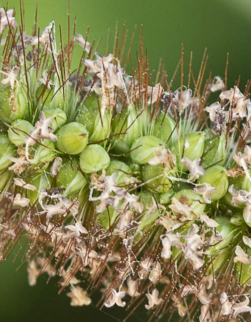 Detalle de la infloresecencia del Hopillo. Setaria pumila